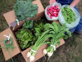 CSA share consising of greens, onion, and radishes.
