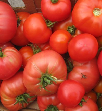Bright Red tomatoes from Fat Chicken farm