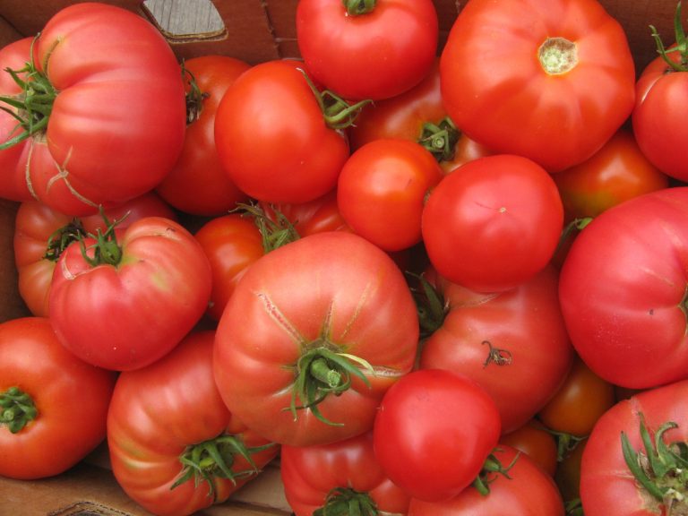 Bright Red tomatoes from Fat Chicken farm