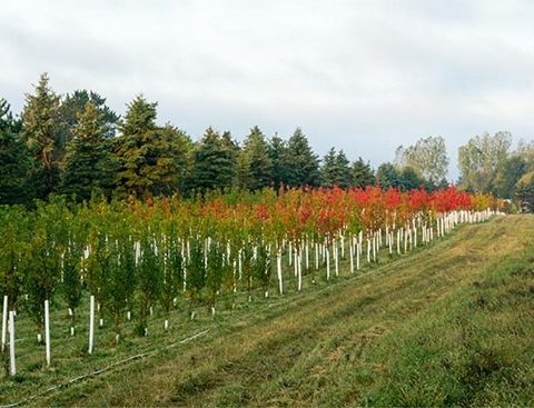 Rows of young maple trees