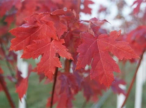 Close up of red maple leaves