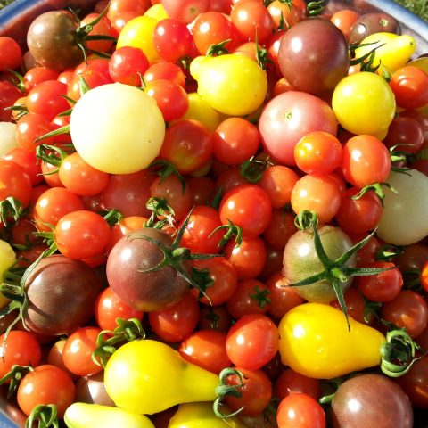 tomatoes of all shapes and sizes, red and yellow are the most