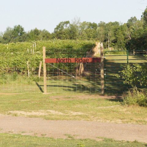 Entrance into the winery. A red gate with rows of grapes.