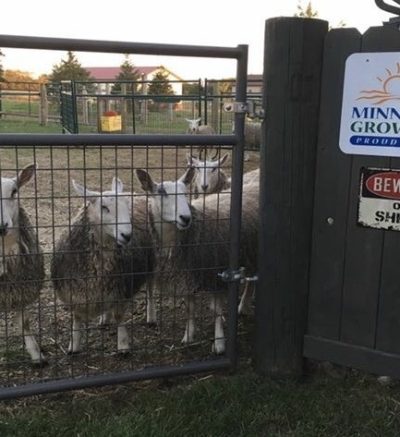 Three sheep standing by fence, with Minnesota Grown and a Beware of Sheep sign on the woodpost