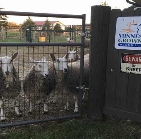 Three sheep standing by fence, with Minnesota Grown and a Beware of Sheep sign on the woodpost