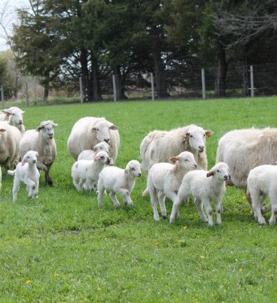 lambs and ewes walking in a pasture, trees in background