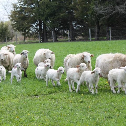 lambs and ewes walking in a pasture, trees in background