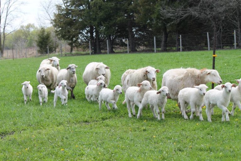 lambs and ewes walking in a pasture, trees in background