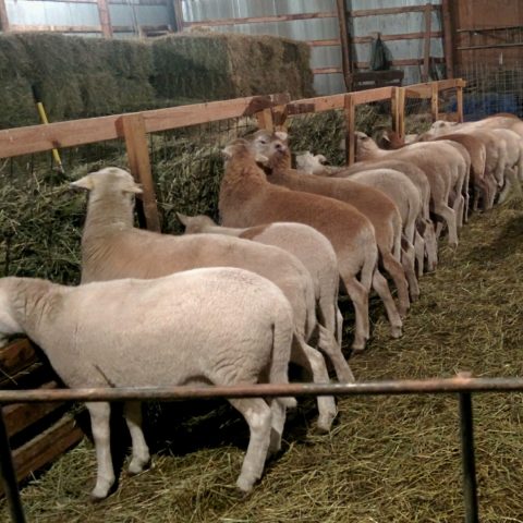 group of ewes eating hay