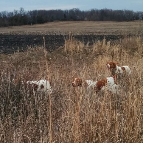 three white and brown hunting dogs