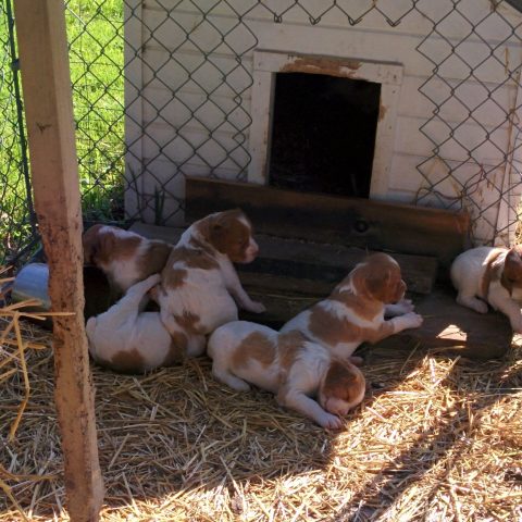 group of puppies near the doghouse