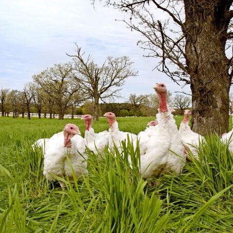 Turkeys on pasture
