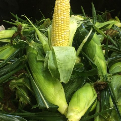 Fresh peeled cob of sweet corn