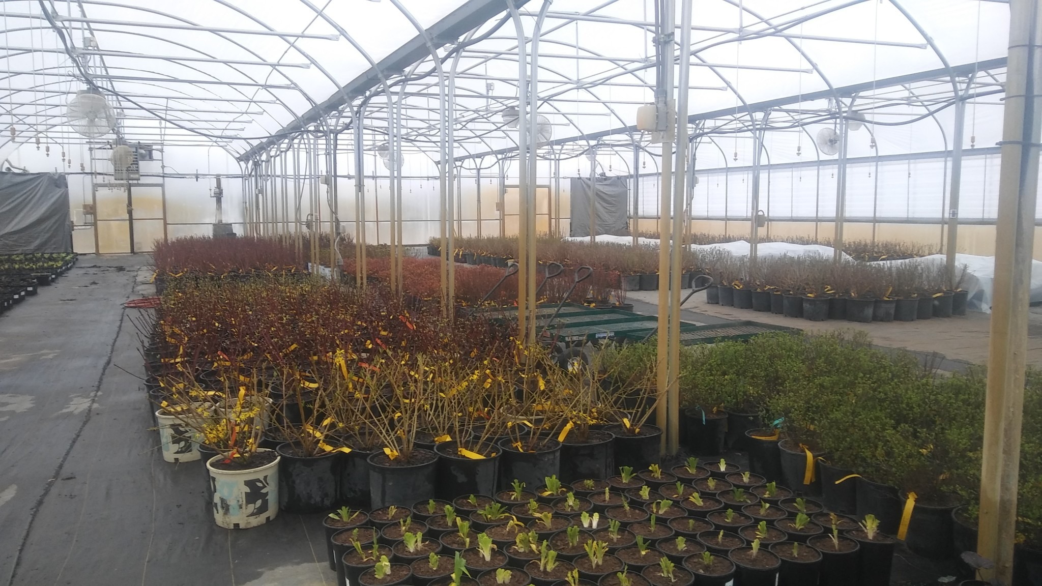 2018 03 02 Submitted Kahnke Farm Greenhouse with plants Minnesota Grown