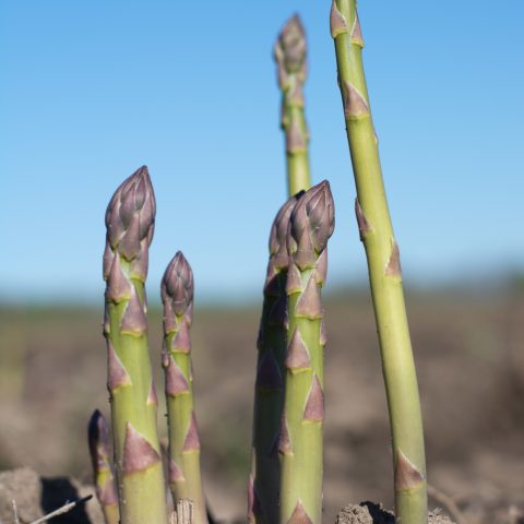 Ready to pick asparagus in the ground