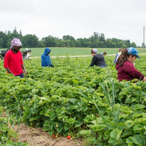 Customers picking berries