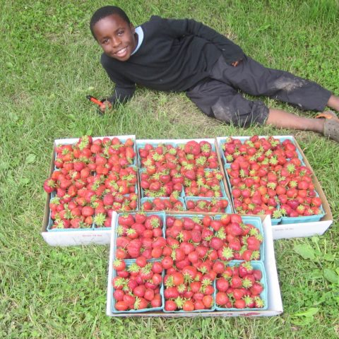 Boy lying in grass next to four flats of strawberries