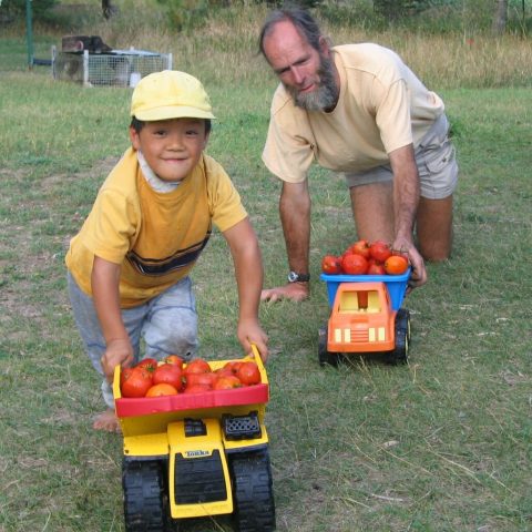 Young child and man pushing toy trucks full of tomatoes