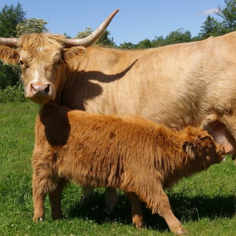 Calf drinking milk from long horned cow