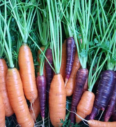 Orange and purple carrots