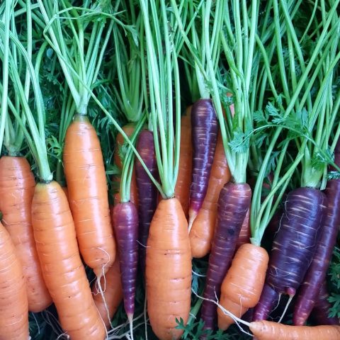 Orange and purple carrots