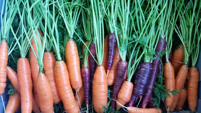 Orange and purple carrots