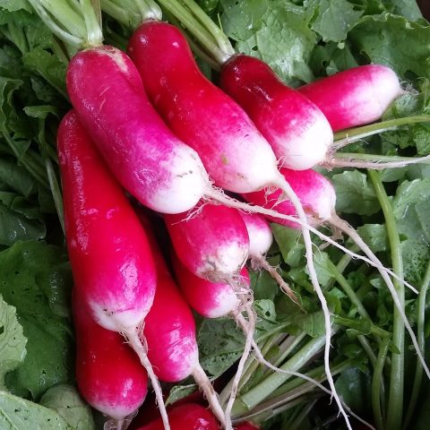 Radishes