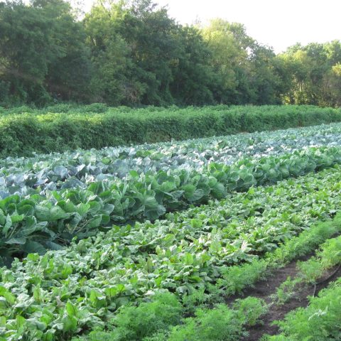 Field of growing vegetables