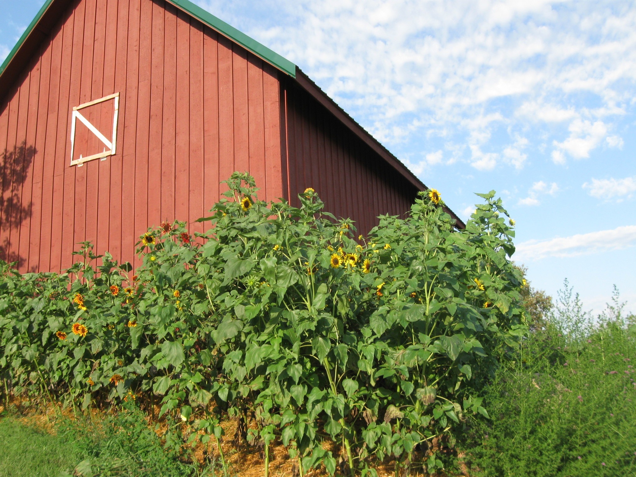 2018 03 02 Submitted Open Hands Farm Red Barn With Plants