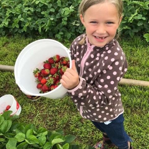 Small girl holding a white bucket of strawberries and smiling at the camera.