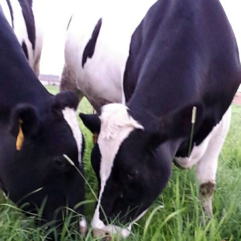Cow grazing on fresh grass