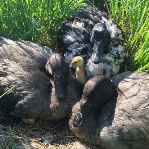 Ducklings and ducks resting on the grass
