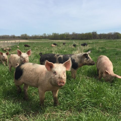 Pigs in pasture