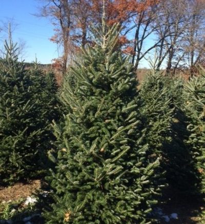 Christmas Tree growing and ready to be picked, sunny day and fall weather