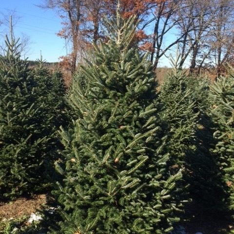 Christmas Tree growing and ready to be picked, sunny day and fall weather