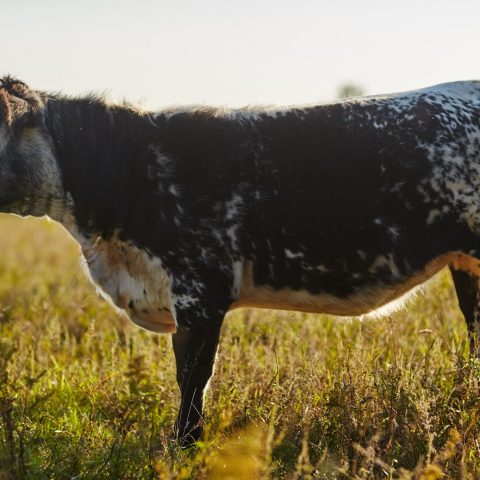 Profile of a black and white speckled cow in the pasture.