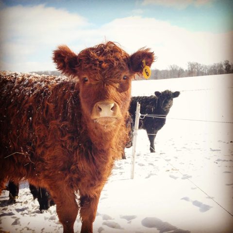 Red cow looking at the camera in the winter.