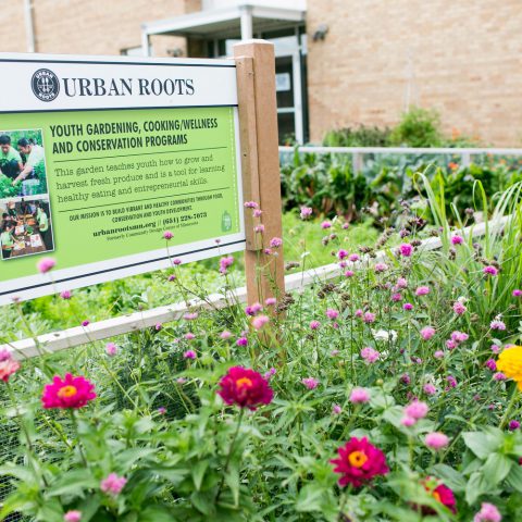 Zinnias in front of urban roots informational sign
