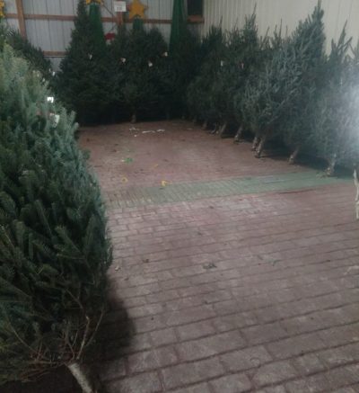 Room full of Christmas trees bordering the walls