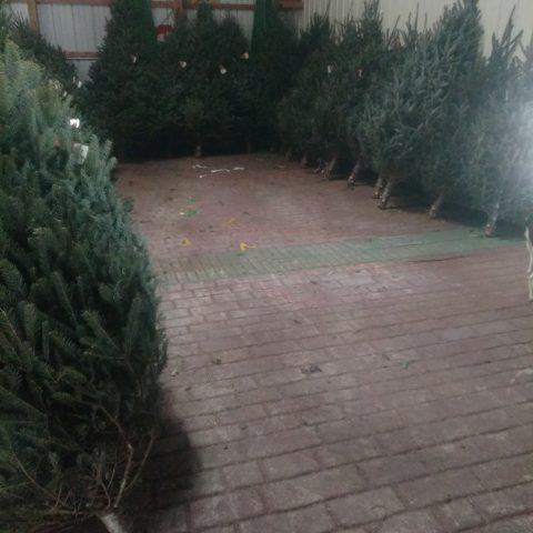 Room full of Christmas trees bordering the walls