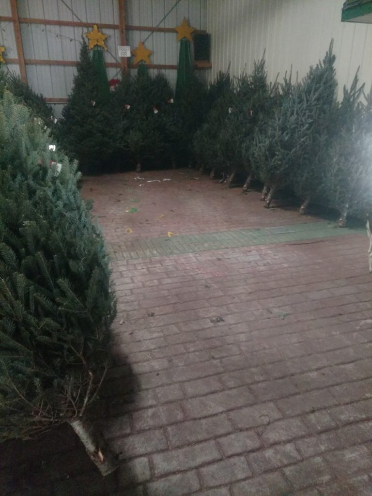 Room full of Christmas trees bordering the walls