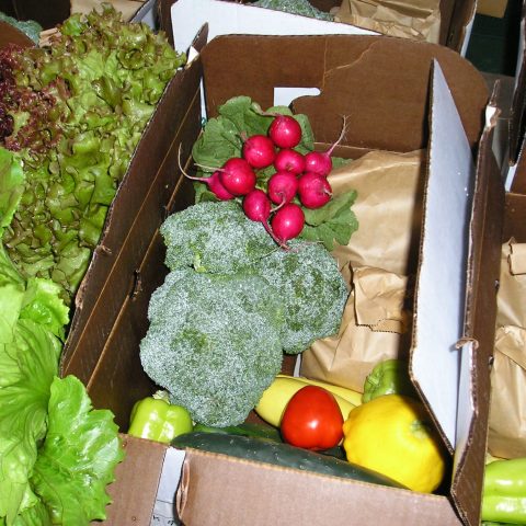 CSA box with radishes, broccoli, squash, lettuce, and tomatoes