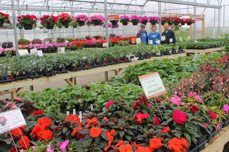 Hilltop Greenhouse filled with flowers and hanging baskets