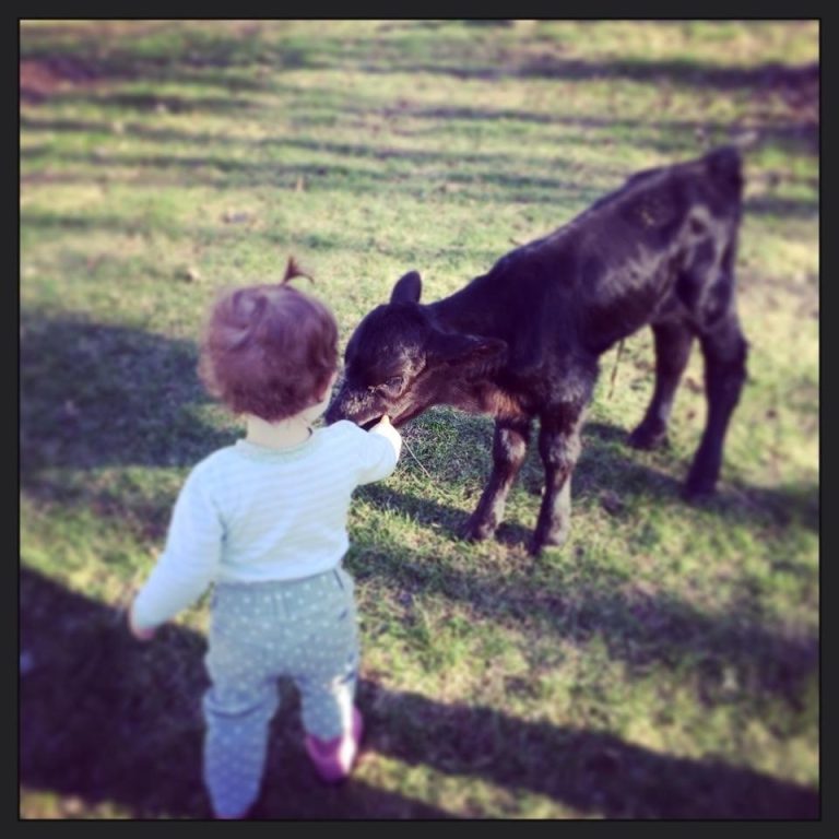 Toddler petting a new born calf