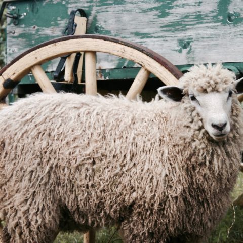 Sheep standing in front of a wagon wheel