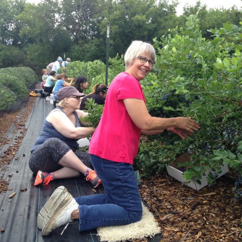 guests picking blueberries off of the bush