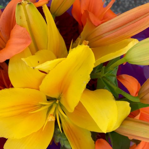 bright yellow and orange flowers