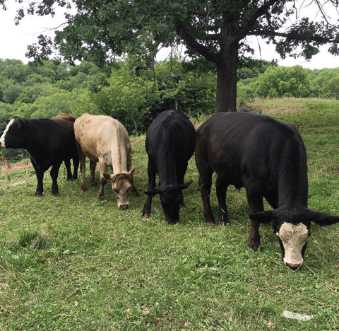 Cattle on Pasture