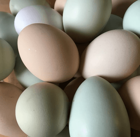 Multicolored Eggs