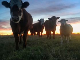 Cows in the field at sunset